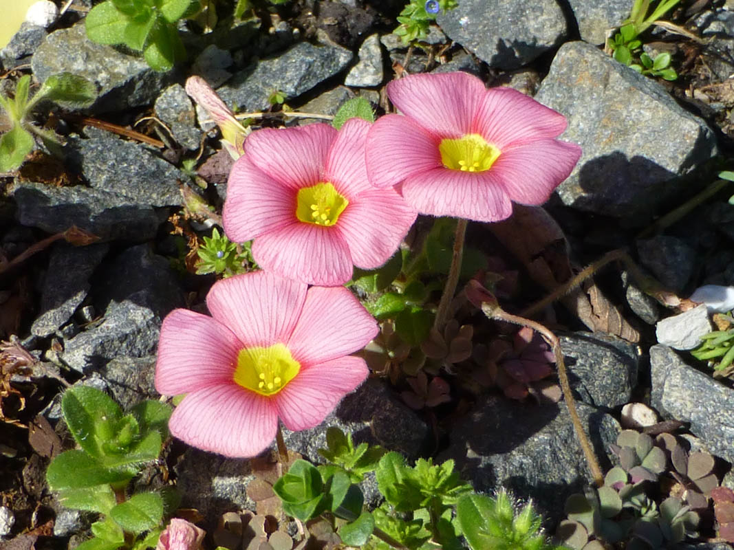 Oxalis obtusa photo